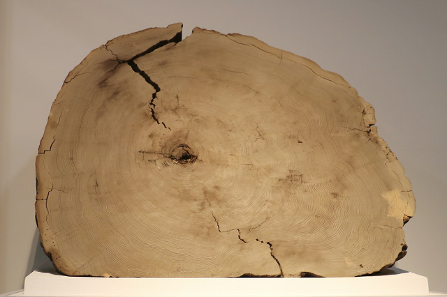 分析に用いられた鳥海神代杉 分析に用いられた鳥海神代杉