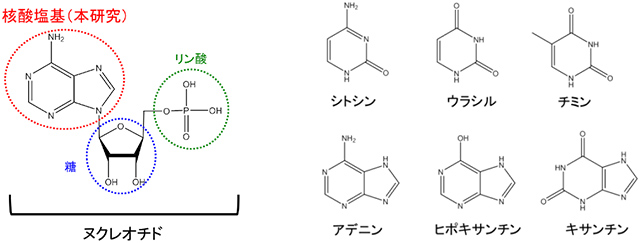 核酸の最小単位であるヌクレオチドの構造例と、今回の研究で検出された核酸塩基の構造