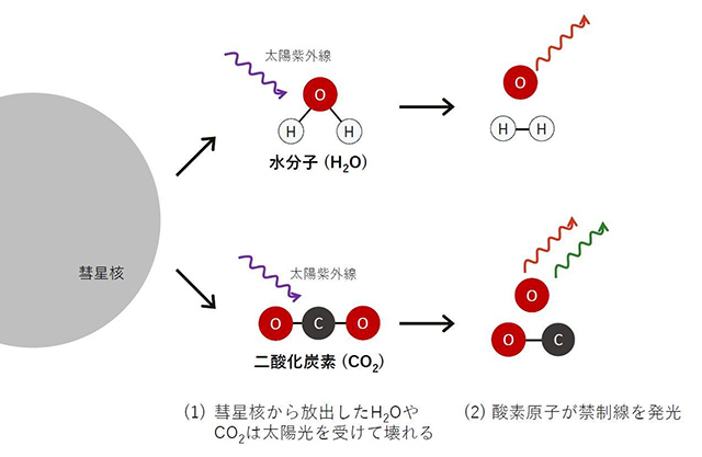 彗星のコマでの酸素の発光メカニズム