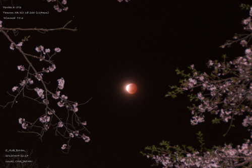 夜桜と皆既月食の2ショット