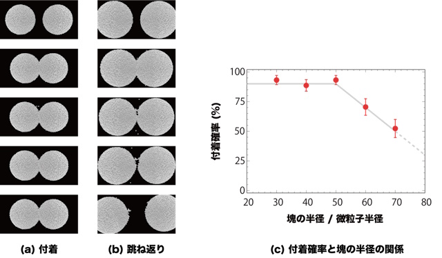 シミュレーションの様子と、付着確率と塊の半径の関係