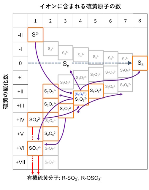 天然に存在する硫黄の化学種と今回検出されたリュウグウの硫黄化学種の反応経路