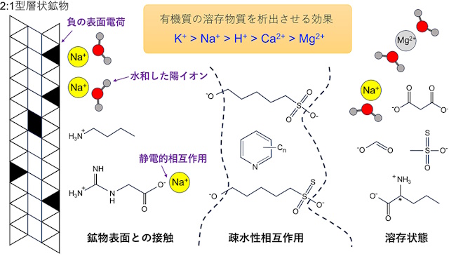 陽イオン－有機物－鉱物間の相互作用