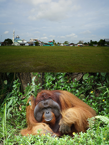観測地のサッカー場/オランウータン保護区の見学 観測地のサッカー場/オランウータン保護区の見学