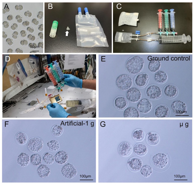 ISSの微小重力環境で発生したマウス胚盤胞 ISSの微小重力環境で発生したマウス胚盤胞