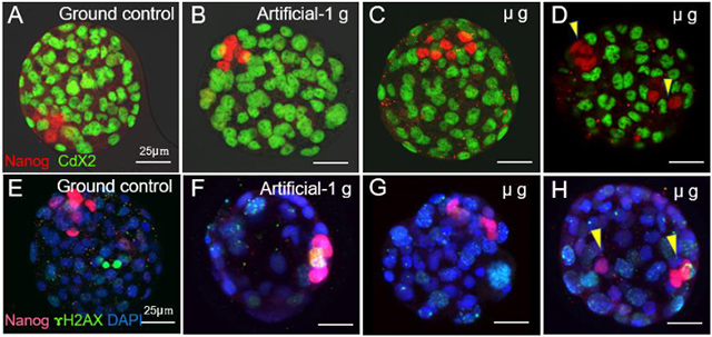 ISS内で発生した胚盤胞の品質 ISS内で発生した胚盤胞の品質