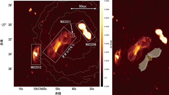オオコウモリ オオコウモリ