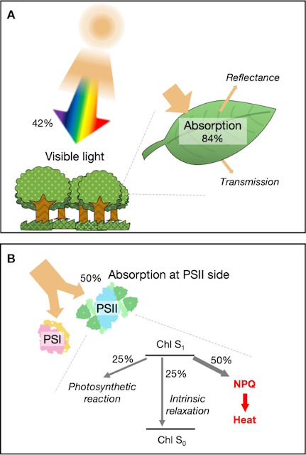 葉へ取り込まれるエネルギー 葉へ取り込まれるエネルギー