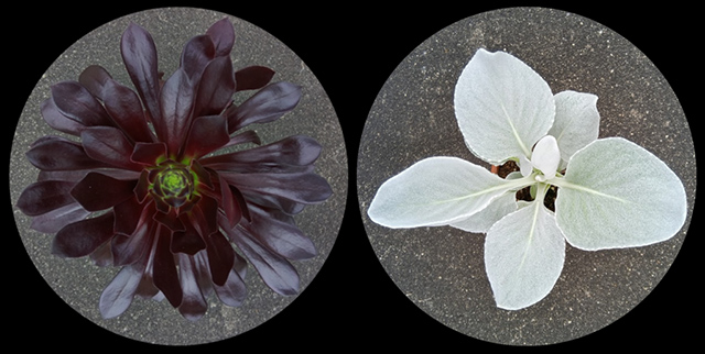 植生の反射率と排熱 植生の反射率と排熱