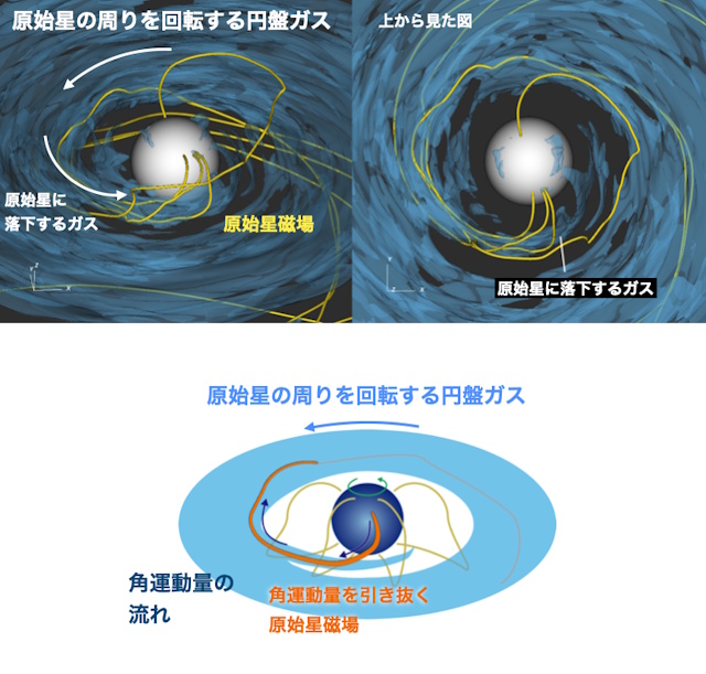 原始星と円盤を繋ぐ磁場がガスから効率的に角運動量を抜き取る様子