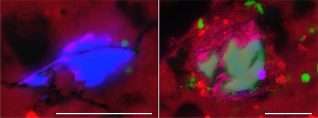 ベンヌから見つかった難揮発性包有物の例 ベンヌから見つかった難揮発性包有物の例