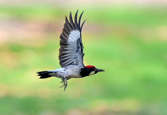 高精度オートフォーカス